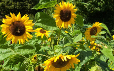 Oh Schmach, oh Schande!